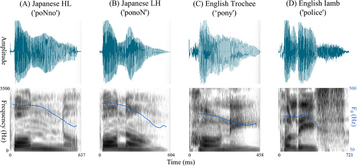 Spectrograms of the Japanese pseudoword stimuli (HL and LH forms). English bisyllabic words with trochaic (Strong–Weak) and iambic (Weak–Strong) patterns are also presented as a reference. Panels display the speech waveform (top) and spectrogram (bottom) for a representative example of each pattern: (A) a Japanese IDV pseudoword (“poNno”) with a three‐mora, two‐syllable HL structure and an initial pitch accent; (B) a Japanese three‐mora pseudoword (“ponoN”) with an LH sequence and an initial pitch accent; (C) an English two‐syllable trochaic word (“pony”) with strong–weak stress; and (D) an English two‐syllable iambic word (“police”) with weak–strong stress. English examples were visualized based on US‐style audio samples obtained from the Cambridge Dictionary (Cambridge University Press). Blue lines indicate fundamental frequency (F0) contours; HL, heavy‐light; LH, light‐heavy; ms, milliseconds.