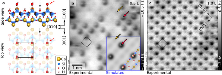 Two H2O molecules per unit cell: “protruding” H2O. (a) DFT-optimized surface structure of wollastonite (100) with one H2O in addition to the “nested” water, for a total of 2 H2O molecules per (1 × 1) unit cell. “Nested” and “protruding” water molecules are marked by black and red arrows, respectively. (b and c) 6.9 × 6.9 nm2nc-AFM images corresponding to coverages of “protruding” H2O species of ≈ 0.45 ML and 1 ML, respectively. Doses in Langmuir (L) of H2O dosed in addition to the nested water are indicated in the upper-right corners of the panels. AFM parameters: (b)A= 200 pm,Vs= −10 V; (c)A= 700 pm,Vs= −3.3 V; Cu-terminated tips. In panel (b), Ca atoms of the wollastonite lattice are faintly visible (yellow arrows) between the protruding water species (red arrows). The overlay in panel (b) shows an AFM simulation derived from the DFT model on the left-hand side (tip–sample distance of 4.5 Å). The AFM simulation was performed on a (2 × 2) supercell derived from the model in panel (a), with 0.25 ML of protruding water molecules per (1 × 1) unit cell (1.25 ML including nested H2O). Black rectangles indicate the unit cell.