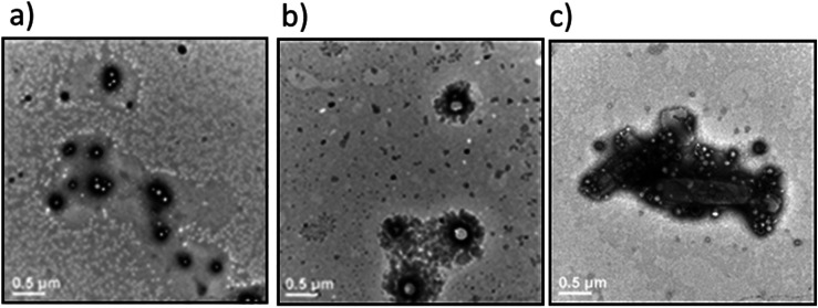 Transmission electron microscopy images of the Dex-CF/W2F2-G8at 37 °C immediately after encapsulation of Dex-CF. Samples were stained with 1% PTA aqueous solution. (a) 1 : 1 Dex-CF/W2F2-G8; (b) 1 : 6 Dex-CF/W2F2-G8; (c) 1 : 10 Dex-CF/W2F2-G8. Scale bars = 500 nm.