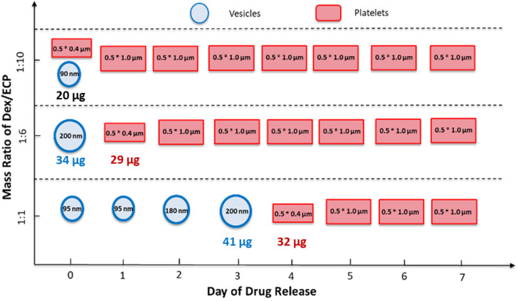 Diagram illustrating the morphological evolution of Dex-CF/W2F2-G8nanoparticles at different drug-loading ratios and during drug release. For the encapsulation studies, 25 μg, 42 μg, and 250 μg of Dex-CF were added to 0.5 mL W2F2-G8solutions (0.5 mg mL−1) to obtain 1 : 10, 1 : 6, and 1 : 1 mass ratios, respectively. After encapsulation, samples were incubated at 37 °C for over 7 days to monitor drug release. Morphologies were imaged using TEM.