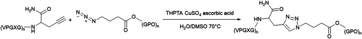 The conjugation with propargylglycine on ELP and 4-azidobutyric acid on CLP.