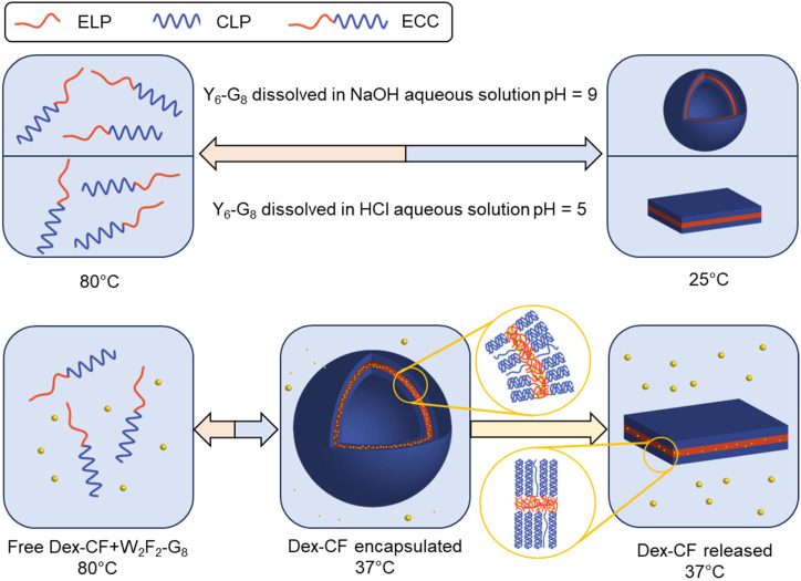 ECC self-assembly and morphologies under different solution conditions. Y6-G8forms vesicles and plate-like structures under different pH (top) and W2F2-G8shows morphological transitions dependent on the extent of drug loading (bottom).