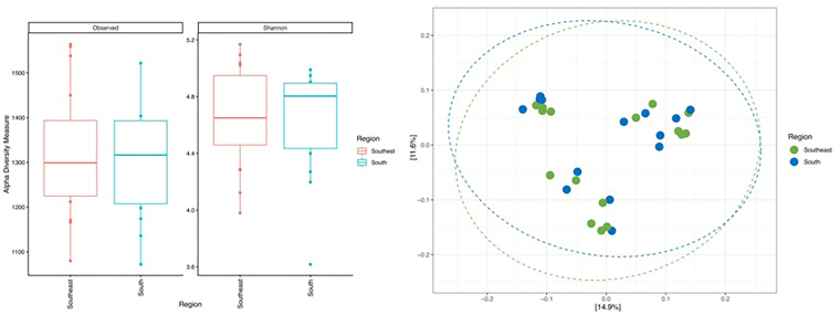 α- and β-diversity and microbial community structure of the gut microbiota of CKD patients on HD living in the Southern and Southeastern regions of Brazil.