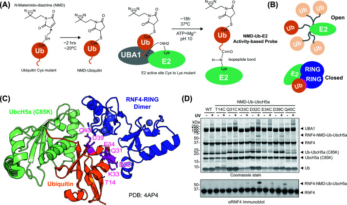Design of an NMD-labelled ubiquitin-directed ABP to capture RING E3s(A) The photoreactive cross-linker NMD is linked to a cysteine introduced into ubiquitin by mutagenesis. NMD-Ub is conjugated to the active site of an E2 with the active site cysteine mutated to lysine, thereby forming a stable isopeptide-linked conjugate (NMD-Ub-E2) ABP. (B) Schematic representation of the open and closed conformations of E2 (green)-ubiquitin (orange) with E3 RINGs (dark blue). (C) Crystal structure of RNF4 RING dimer (blue) bound to ubiquitin (orange) conjugated to UbcH5a C85K mutant (pale green) in the closed conformation (PDB:4AP4). Seven sites for photocross-linker coupling are indicated (magenta). (D) Photocross-linking of the seven different ubiquitin mutants in NMD-Ub-UbcH5a ABP with RNF4 + RING. Proteins were separated by SDS–PAGE and visualised with Coomassie blue staining (top) or immunoblotted for RNF4 (bottom).