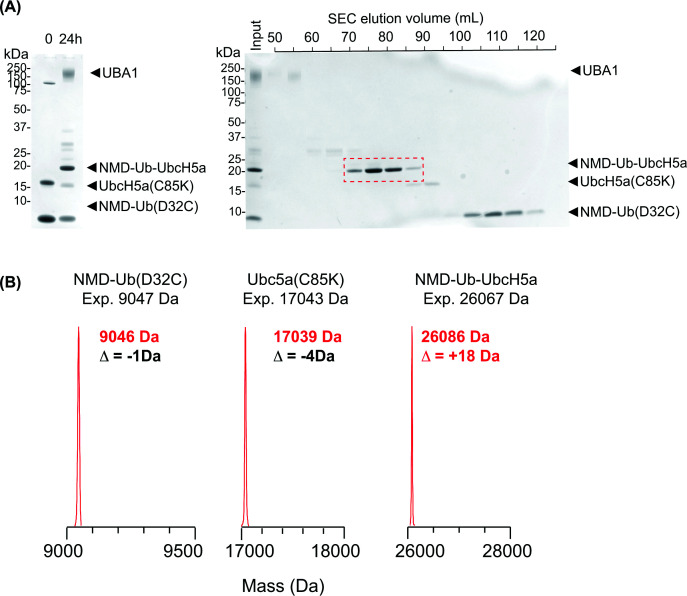 Preparation of the NMD-labelled ubiquitin-directed ABP(A) (Left) SDS–PAGE fractionation of conjugation reactions containing NMD-ubiquitin (D32C), UbcH5a (C85K), and UBA1. Reaction products were separated by size-exclusion chromatography (right), and fractions containing purified NMD-Ub-UbcH5a were pooled (red). (B) LC-MS analysis of NMD-ubiquitin (D32C), UbcH5a (C85K), and NMD-Ub-UbcH5a.