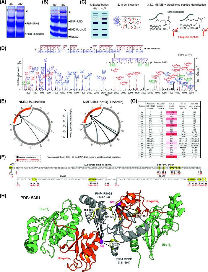 NMD–ubiquitin–E2-based photoreactive probes confirm the in-solution structure of RNF4 + RING bound by ubiquitin-loaded E2(A,B) SDS–PAGE analysis of the products of photocross-linking (+UV) or control reactions (−UV) containing RNF4 + RING with either NMD-Ub-UbcH5a (A) or NMD-Ub-Ubc13 (B). *Asterisk marks position of UV-dependent species. (C) Workflow for identification of sites of cross-linking by MS. (D) Exemplar MS/MS spectrum for cross-linked peptide linking RNF4 Y143 to ubiquitin D32C. α peptide from RNF4 and β peptide from ubiquitin D32C (E) circular XiView [35] plots showing cross-links between RNF4 + RING (grey) and ubiquitin (orange) using ABPs containing UbcH5a (left) or Ubc13 (right). Each line represents a unique cross-linked pair of residues with lines shaded by cumulative score relative to the highest (100% black). (F) Cross-linked amino acids (yellow) from the RNF4 + RING construct comprising full-length RNF4 fused to a second RING domain. MCS – amino acids derived from the multiple-cloning site. (G) Corresponding distances between alpha carbons based on the published structure of Ub-Ubc13 bound to an RNF4 RING dimer (PDB:5AIU). Sum of the scores of all cross-linked peptides that evidenced links between UbC32 and the specified E3 residue is shown along with occupancy-weighted b-factors from the structure. (H) Identified cross-links (solid lines) shown on the Ub-Ubc13-RNF4 + RING structure (5AIU). Cross-linked regions shown in yellow. Broken lines show cross-links to unmodeled regions.
