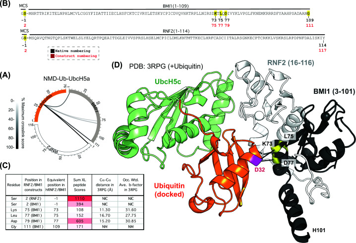 NMD-Ub-UbcH5a ABP captures the heterodimeric RING E3 RNF2/BMI1(A) Circular XiView [35] plot showing cross-links between BMI1 (grey) or RNF2 (white) and ubiquitin (orange) using the NMD-Ub-UbcH5a ABP. Each line represents a unique cross-linked pair of residues with the line density showing the relative sum of the scores for each. Sequences and sites of cross-links (yellow) are shown in (B). MCS – amino acids derived from the multiple-cloning site. (C) Corresponding distances between alpha carbons based on the model in panel (D). Sum of the scores of all cross-linked peptides that evidenced links between UbC32 and the specified E3 residue is shown along with occupancy-weighted b-factors from the structure. (D) Published structure of UbcH5a-BMI1-RNF2 (PDB:3RPG) with ubiquitin docked in the closed conformation.