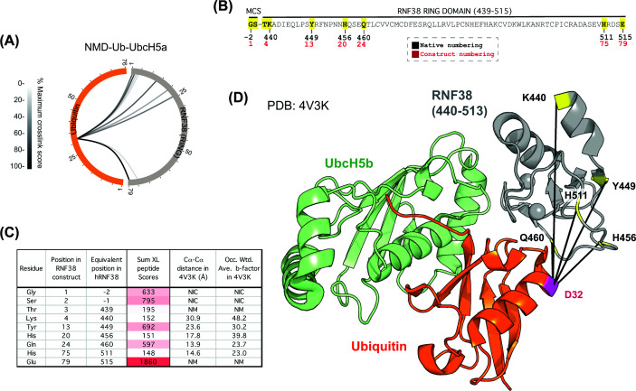 NMD-Ub-UbcH5a ABP captures the monomeric RING E3 RNF38(A) Circular XiView [35] plot showing cross-links between RNF38 (grey) and ubiquitin (orange) using the NMD-Ub-UbcH5a ABP. (B) Amino acid sequence of the RNF38 (439-515) construct with cross-linked residues (yellow). MCS – amino acids derived from the multiple-cloning site. Distances between α-carbons calculated (C) based on the Ub-UbcH5b-RNF38 structure (PDB:4V3K). Sum of the scores of all cross-linked peptides that evidenced links between UbC32 and the specified E3 residue is shown along with occupancy-weighted b-factors from the structure. (D) PDB:4V3Kwith identified cross-links shown.