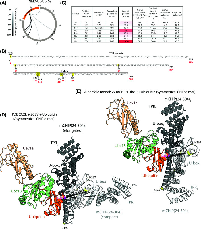 Cross-linking between NMD-Ub-UbcH5a and CHIP supports a symmetrical dimer binding arrangement(A) XiView [35] summary for cross-links between NMD-Ub-UbcH5a and hCHIP. (B) Sequence of CHIP used in the present study with yellow residues showing sites of cross-linking. (C) Distances measured between α-carbons of ubiquitin C32 and cross-linked residues from CHIP according to the models shown in panels (D,E). Sum of the scores of all cross-linked peptides that evidenced links between UbC32 and the specified E3 residue is shown along with occupancy-weighted b-factors from the structure or pLDDT scores from AlphaFold. (D) Model generated by docking Ubc13/Uev1a from PDB:2C2Vonto the crystal structure of the apo full-length mouse CHIP asymmetrical dimer PDB:2C2Lby aligning U-box domains, with a single ubiquitin (D32C) docked in the closed conformation. (E) AlphaFold model of two copies of mouse CHIP with one each of Ubc13 and ubiquitin.