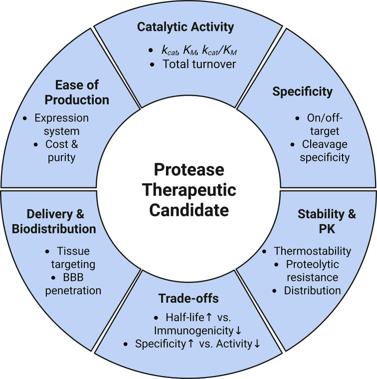 Overview of the factors governing the clinical translation of protease therapeutics including: catalytic activity, specificity, stability/pharmacokinetics, trade-offs, delivery/biodistribution, and ease of production