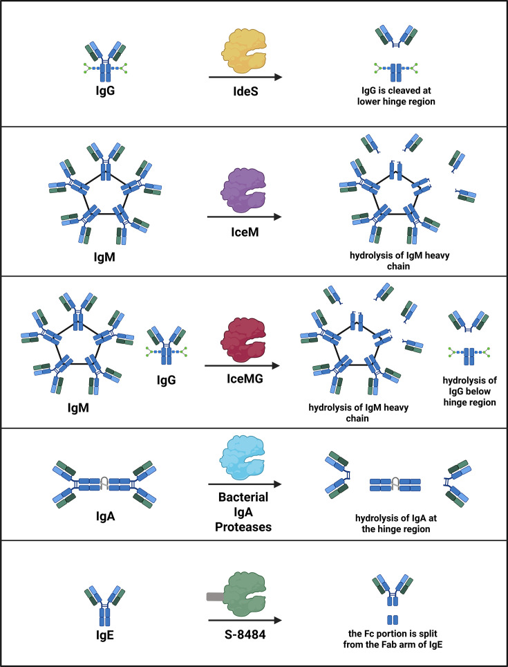Proteolytic inactivation of immunoglobulins as a strategy to modulate immune responses. Diverse immunoglobulin-targeting proteases cleave IgG, IgM, and IgE at distinct structural sites, generating antibody fragments with characteristic functional outcomes. For example, IgG-degrading enzymes such as IdeS and its engineered derivatives cleave the IgG hinge region, removing Fcγ-mediated effector functions and disrupting FcRn and complement activation. Together, these proteases illustrate how selective cleavage of immunoglobulin isotypes can rapidly and precisely suppress pathogenic humoral immunity across autoimmunity, transplantation, allergy, and gene therapy.