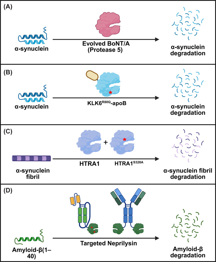 Strategies for the proteolytic degradation of amyloidogenic proteins.(A) A BoNT/A variant (Protease 5), generated through structure-guided mutagenesis, exhibits high catalytic activity and selectivity for α-synuclein (α-syn). (B) The highly stable KLK6R80Q variant is fused to a brain-targeting tag (apoB) and effectively reduces α-syn accumulation. (C) Pre-treatment of α-syn fibrils with the inactive HTRA1 variant, HTRA1S328A, exposes previously inaccessible epitopes, allowing active HTRA1 to cleave and degrade pre-formed fibrils. (D) Several targeted-Neprilysin formats, including scFv-NEP and antibody-NEP, guide catalytic activity to degrade amyloid-β. Abbreviations: KLK6, kallikrein-6; ApoB, apolipoprotein B; HTRA1, high-temperature requirement serine protease A1; BBB, blood–brain barrier.