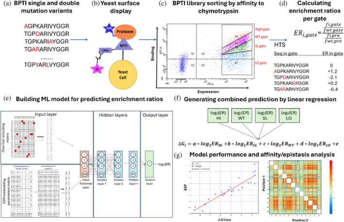 Overview of our experimental and computational workflow for identifying the affinity/epistasis landscape of bovine pancreatic trypsin inhibitor (BPTI) in complex with chymotrypsin. (a) A BPTI‐derived library containing single‐ and double‐mutant variants was generated (Heyne et al.,2021). (b) and (c) The library was yeast surface displayed, subjected to flow cytometry screening for affinity to chymotrypsin, and sorted using four gates, each having different affinities to chymotrypsin. The fractions were then analyzed by HTS (Heyne et al.,2021). (d) and (e) This study: Computational analysis of the HTS results (Heyne et al.,2021) was followed by calculation of the frequency of each variant in each of the four gates, thereby generating a sequence–log2ER dataset, where ER—enrichment ratio. (E) Based on the log2ER values, a neural network was trained to accurately and quantitatively predict the impact of unobserved mutations on the binding affinity. (F) log2ER values from all gates were combined into a single ΔΔGbindprediction by using linear regression. (G) The final step comprised evaluation of the model performance and analysis of the affinity/epistasis landscape.