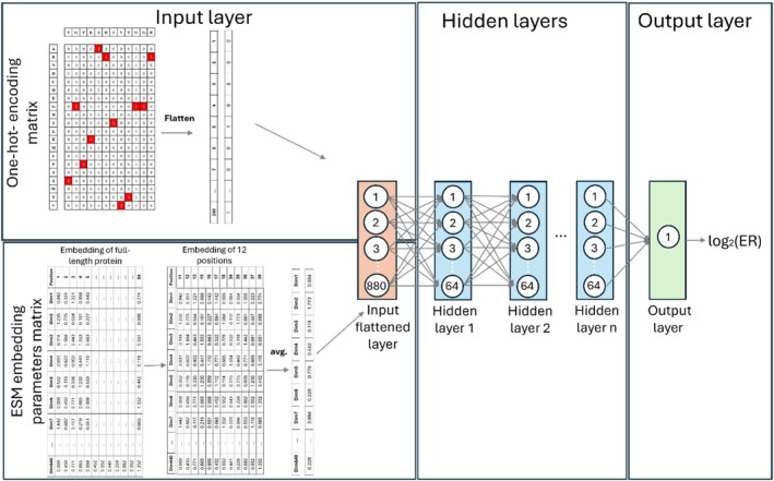 Architecture of our models to predict log2ER. The input is a one‐hot encoded matrix of the 12 mutated binding residues concatenated to ESM base 640 embedding parameters vector after average embedding over the 12 positions. The model consists of 3–5 fully connected layers depending on the specific gate, with a ReLU activation function. The output layer is a single neuron with linear activation.