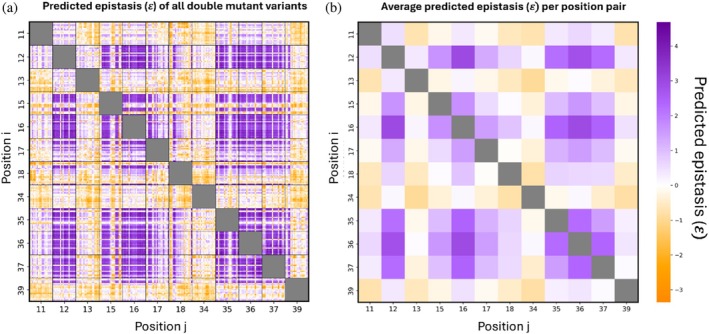 Epistasis landscape of double‐mutant variants. (a) Epistasis (𝜀) values for each variant. (b) Average 𝜀 for each pair of mutated positions.