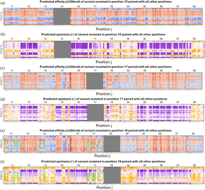 Epistasis landscape relative to the affinity landscape of double‐mutant variants at specific positions. (a), (c), (e) Affinity values (ΔΔGbind) for variants at positions 15 (a), 17 (c), or 18 (e) with all other 11 BPTI positions. (b), (d), (f) Epistasis values (𝜀) of double mutants at positions 15 (b), 17 (d), or 18 (f) with all other 11 BPTI positions.