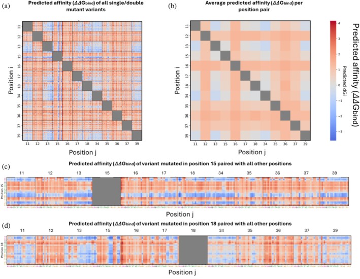 Affinity landscape of single‐ and double‐mutant BPTI variants in the BPTI–chymotrypsin complex. (a) Affinity (ΔΔGbind) values for all variants. (b) Average ΔΔGbindfor each pair of mutated positions. (c) and (d) ΔΔGbindfor each variant mutated at (c) position 15 or (d) position 18 with all other 11 BPTI positions.