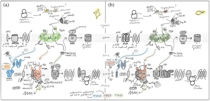 Mitochondrial protein import pathways. Most nuclear‐encoded proteins are synthesized in the cytosol and imported via the TOM complex in the outer membrane (OMM), followed by sorting through distinct inner membrane (IMM) and matrix pathways. Presequence‐containing proteins are translocated by the TIM23 machinery into the matrix or the IMM, while hydrophobic carrier proteins (members of the SLC25 family) use the TIM22 pathway. Intermembrane space (IMS) proteins are imported and oxidatively folded by the disulfide relay system,β‐barrel OMM proteins are assembled by the SAM complex andα‐helical OMM proteins utilize the MIM/MTCH2 pathways. OXA1 supports the co‐translational insertion of mitochondria‐encoded proteins into the IMM and has been implied in IMM‐insertion of select nuclear‐encoded proteins from the matrix side. Together, these pathways ensure accurate targeting and maturation of the mitochondrial proteome.