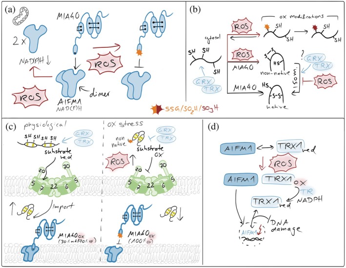 Redox imbalances affecting the mitochondrial disulfide relay. (a) ROS in affecting MIA40‐AIFM1 complex formation. NAD(P)H‐dependent AIFM1 dimerization is a prerequisite for the formation of the AIFM1‐MIA40 complex. Elevated ROS affect cytosolic NADH and NADPH levels and thereby lower dimerization efficiency. Moreover, ROS oxidize the redox‐sensitive cysteine 4 of MIA40 that is close to the AIFM1 interaction site in MIA40, thereby weakening MIA40's interaction with AIFM1 and lowering the activity of the disulfide relay. (b) ROS in preventing proper substrate oxidation. ROS can modify free cysteine thiols, for example, in unfolded disulfide relay precursors. These modifications can prevent disulfide formation. Moreover, ROS might also introduce non‐native disulfides in substrates which would require isomerization. Since isomerization relies on the presence of reduced cysteines, excessive ROS might also suppress this process. (c) ROS in influencing MIA40 and substrate redox states in intact cells. In intact cells, only 70% of the entire MIA40 pool is oxidized. This might be important for functions of MIA40 in target isomerization or reduction. ROS fully oxidizes MIA40, inhibiting those functions. Moreover, excessive ROS can also result in premature oxidation of substrates in the cytosol, preventing their import. Conversely, excess glutaredoxin (GRX) in the IMS has been shown to reduce disulfide bonds in newly imported substrates and in MIA40, thereby inhibiting productive oxidative folding. (d) Thioredoxin in maintaining AIFM1 functional in the IMS. In the IMS, TRX1 interacts with AIFM1 in a redox‐dependent manner that requires its active‐site cysteines. Oxidative stress disrupts this interaction, coinciding with AIFM1 nuclear translocation, while recovery restores binding over time. In the nucleus, reduced TRX1 limits AIFM1‐DNA interaction, thereby attenuating AIFM1‐mediated DNA damage and cell death (Shelar et al.,2015).