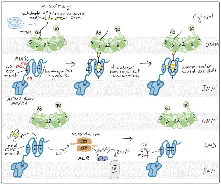 The mitochondrial disulfide relay. Incoming reduced and unfolded cysteine‐containing precursor proteins are imported through the TOM complex and oxidized by MIA40, which after an initial hydrophobic interaction links itself via an intermolecular mixed disulfide bond to the substrate, and thereby introduces intramolecular disulfide bonds. MIA40 thereby drives vectorial protein import and traps substrates in the IMS. MIA40 is reoxidized by the flavin‐containing sulfhydryl oxidase ALR, which transfers electrons to cytochromecand ultimately to complex IV of the respiratory chain. In mammalian cells, AIFM1 serves two functions as an essential redox partner of MIA40: It attaches MIA40 to the inner membrane (IMM) and it activates the oxidoreductase.