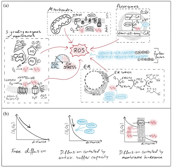 Compartmentalized ROS generators and antioxidant systems. (a) Cellular sources and detoxification pathways of reactive oxygen species (ROS). Major intracellular ROS generation sites include the mitochondrial respiratory chain, peroxisomes, endoplasmic reticulum (ER), and membrane‐associated NADPH oxidases (NOXs). Superoxide (O2•−) and hydrogen peroxide (H2O2) produced in these compartments are spatially confined and tightly controlled by compartment‐specific antioxidant systems. Key detoxification pathways include superoxide dismutases (SODs), peroxiredoxins (PRDXs), glutathione peroxidases (GPXs), catalase (CAT), and the glutathione/thioredoxin systems, which collectively maintain redox homeostasis by suppressing oxidative stress while permitting localized ROS signaling. AO, aldehyde oxidase; MAO‐A/B, monoamine oxidase type A/B; AOC, (di)amine oxidase; XO/XDH, xanthine oxidase/dehydrogenase; AQP, aquaporins; NOX/DUOX, NADPH oxidases/dual oxidases; ACOX, acyl‐CoA oxidase; c, cytosol; m, mitochondria; ER, endoplasmic reticulum; p, peroxisome; ex, extracellular space; n, nucleus. (b) Membrane barriers and antioxidant systems shape H2O2diffusion and signaling. Cellular membranes and compartment‐specific antioxidant systems control the spread of hydrogen peroxide (H2O2). Biological membranes restrict free diffusion of H2O2, generating local gradients between organelles and the cytosol. High‐capacity scavenging systems, including peroxiredoxins, glutathione peroxidases, catalase, and the glutathione/thioredoxin networks, act as kinetic sinks that further steepen gradients, confining H2O2signals in space and time and preventing oxidative damage.