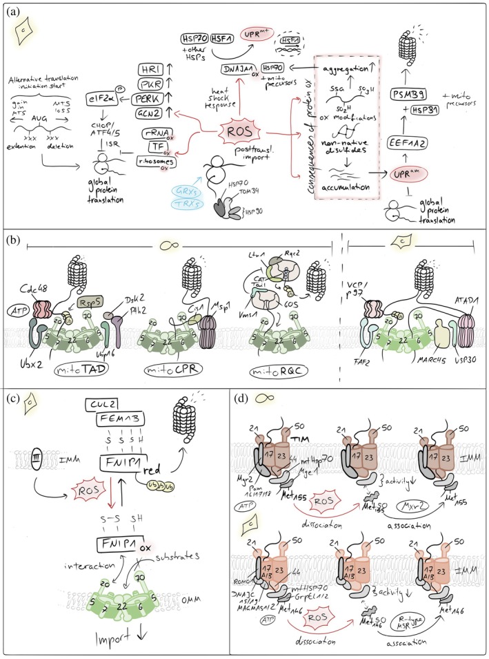 Redox influences on mitochondrial import. (a) ROS‐mediated control of cytosolic translation and proteostasis. Elevated reactive oxygen species (ROS) influence cellular proteostasis. ROS can directly inhibit cytosolic translation and activate stress‐responsive kinases, reducing the influx of newly synthesized proteins into mitochondria. In parallel, mitochondrial ROS trigger the mitochondrial unfolded protein response (UPRmt) and the unfolded protein response activated by mistargeting of proteins (UPRam), enhancing chaperone expression and proteasomal capacity. If these adaptive pathways are overwhelmed, unimported mitochondrial precursors accumulate in the cytosol, leading to protein aggregation and proteotoxic stress. (b) Quality control pathways that unclog the TOM import channel. Conserved mechanisms resolve stalled mitochondrial protein import at the TOM complex. In yeast, mitoTAD and mitoCPR pathways sense and extract jammed precursor proteins from the TOM channel, promoting their ubiquitination and proteasomal degradation to restore import competence. In mammalian cells, the outer membrane E3 ubiquitin ligase MARCH5 ubiquitinates arrested import intermediates and associated TOM components, marking them for extraction and clearance. This process is counterbalanced by the deubiquitinase USP30, which removes ubiquitin chains from TOM substrates and import intermediates, thereby fine‐tuning the efficiency and reversibility of the unclogging response. (c) Reductive stress sensing controls mitochondrial protein import at the TOM pore. A reductive stress–responsive quality control pathway regulates mitochondrial protein import. Under conditions of elevated cytosolic reducing power, stalled or misfolded precursor proteins accumulate at the TOM complex. The adaptor protein FNIP1 senses this imbalance and recruits the FEMB1–Cullin‐2 (CUL2) E3 ubiquitin ligase complex to the OMM. This promotes ubiquitination and proteasomal clearance of arrested import intermediates at the TOM pore, thereby relieving import congestion and restoring mitochondrial proteostasis. (d) ROS‐dependent oxidation of Mge1 inhibits mitochondrial protein import. Elevated ROS impair mitochondrial protein import by oxidizing methionine residues in the mitochondrial nucleotide exchange factor Mge1. Methionine oxidation disrupts the interaction of Mge1 with the Hsp70 import motor, reducing ATP‐driven cycling of the chaperone and thereby slowing translocation of precursor proteins into the matrix. This redox‐sensitive modification provides a rapid mechanism to couple mitochondrial import activity to oxidative stress.