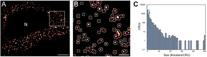 Formation of CRUs in hippocampal CA1 neuronal soma. (A) Rendered dSTORM image of somatic RyR2 clusters selectively cropped from a CA1 neuron in the wildtype mouse hippocampus; nuclear region excluded from analysis indicated by “N”. Scale bar: 2 μm. (B) Magnified view of region of interest in panel A (white box), demonstrating the definition and identification of Ca2+release units (CRUs; white outlines) overlaid on super‐resolved somatic RyR2 clusters. Scale bar: 0.5 μm. (C) Frequency histogram of CRU composition (on a logarithmic scale) demonstrating the distribution of CRU sizes, with a mean of 2.4 individual RyR2 clusters per CRU (indicated by arrow). Data collected fromn= 36 cells,N= 5 animals.