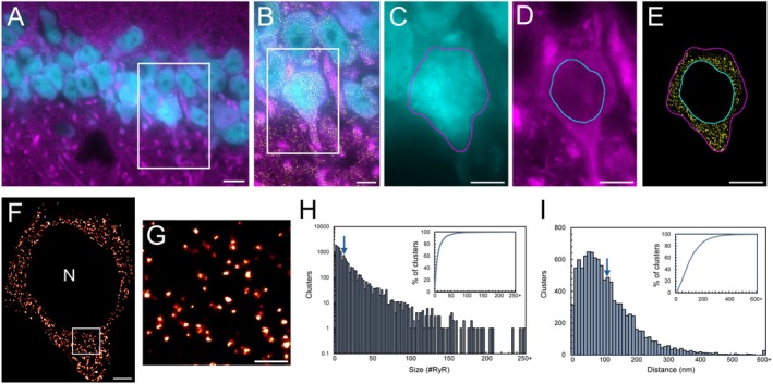 RyR2 channels form clusters in the soma of hippocampal CA1 neurons. (A) Widefield NeuN (cyan) and MAP2 (magenta) labelling in the 9‐month‐old mouse hippocampal CA1 region. Scale bar: 10 μm. (B) Magnified view of the region of interest (ROI; white box in panel A) visualizing nanoscale RyR2 clusters (yellow). Scale bar: 5 μm. (C–E) Segmentation of the soma of a CA1 neuron by determining the boundaries of the neuronal soma (panels C, E magenta line) and nucleus (panels D and E cyan line). Scale bar: 5 μm. (F) Rendered dSTORM image of somatic RyR2 clusters; nuclear region excluded (‘N’). Scale bar: 2 μm. (G) Magnified view of ROI in panel F, demonstrating the identification of discrete RyR2 clusters. Scale bar: 0.5 μm. (H) Frequency histogram of individual cluster sizes, mean size indicated by arrow. Inset shows the cumulative percentage as a function of cluster size. (I) Frequency histogram of inter‐cluster edge‐to‐edge nearest neighbor distance (NND) with mean distance indicated by arrow. The cumulative percentage of NND values is displayed in the inset. Data collected fromn= 36 cells,N= 5 animals.