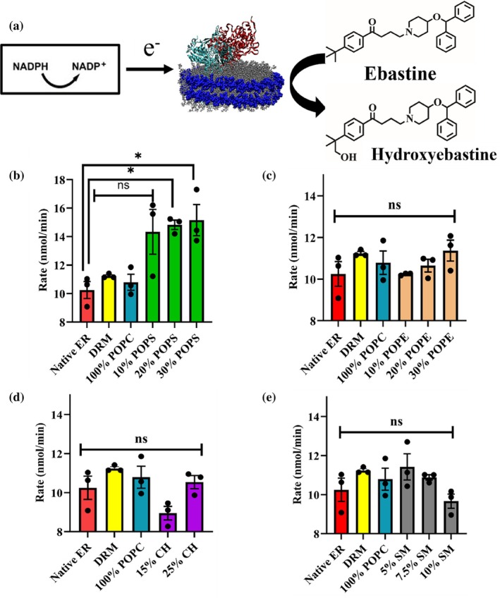 (a) Schematic of NADPH oxidation and ebastine hydroxylation by a CPR‐CYP2J2 Nanodisc complex. CPR (cyan) is added to solution separately and self‐associates with the lipid bilayer. Electrons are shuttled from NADPH to CYP2J2 (in red) via cytochrome P450 reductase redox centers. These electrons subsequently drive CYP2J2 P450 catalysis of ebastine to hydroxyebastine. Rate of NADPH oxidation (nmol/min) for (b) POPC‐POPS (c) POPC‐POPE (d) POPC‐cholesterol and (e) POPC‐sphingomyelin nanodiscs. Statistical analysis performed using Brown‐Forsythe and Welch One‐way ANOVA test. All data is compared to native ER. * =p<0.05. SEM is calculated from measurements in triplicates.