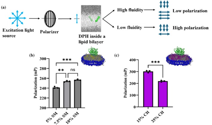Characterizing the mixed lipid nanodiscs based on their membrane fluidity. (a) Schematic for fluorescence polarization measurements involving 1,6‐diphenyl‐1,3,5‐hexatriene (DPH). DPH inserts itself into the hydrophobic regions of the lipid bilayer. In more fluidic membranes, the dye has more rotational freedom leading to more depolarized fluorescence emission. Fluorescence polarization measurements for (b) POPC‐sphingomyelin and (c) POPC‐cholesterol nanodiscs. For sphingomyelin nanodiscs, with increasing sphingomyelin content, polarization increases and membrane fluidity decreases. Whereas, with increasing cholesterol content, polarization decreases and membrane fluidity increases. This underlines the possible correlation between membrane fluidity and function of CYP2J2 in nanodiscs. Statistical analysis performed using Brown‐Forsythe and Welch One‐way ANOVA test for (b) and paired t test for (c). * =p<0.05; ** =p<0.01; *** =p<0.001. All measurements have been done in triplicates and SEM has been plotted as error bars.