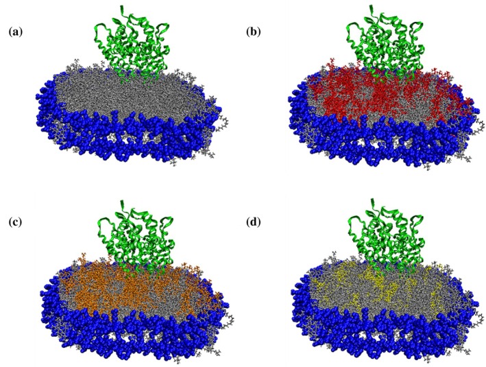 Visual molecular dynamics (VMD) schematic of CYP2J2 incorporated in (a) 100% POPC (b) 30% POPS (c) 30% POPE and (d) 10% sphingomyelin nanodiscs. In the model, blue represents the membrane scaffold protein (MSP1D1), POPC (silver), POPS (red), POPE (orange), sphingomyelin (yellow) and CYP2J2 is represented as the protein ribbon structure in green. These schematics are for illustrative purposes only.