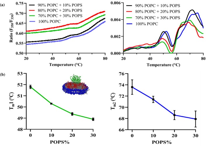 Effect of addition of a negatively charged lipid POPS to the lipid composition on the thermostability of CYP2J2 in nanodisc. (a) Ratio of fluorescence intensity at 350 and 330 nm (F350/F330) and first derivative plotted against a thermal ramp from 20 to 90°C for CYP2J2 in 0, 10, 20 and 30% POPS nanodiscs. Average of triplicates has been plotted for both plots. (b) Variation of two melting transition temperatures (Tm1 and Tm2) against the POPS% in nanodisc composition showing CYP2J2 becomes thermally unstable with increasing POPS content. Average of triplicates is plotted with SEM as error bars.