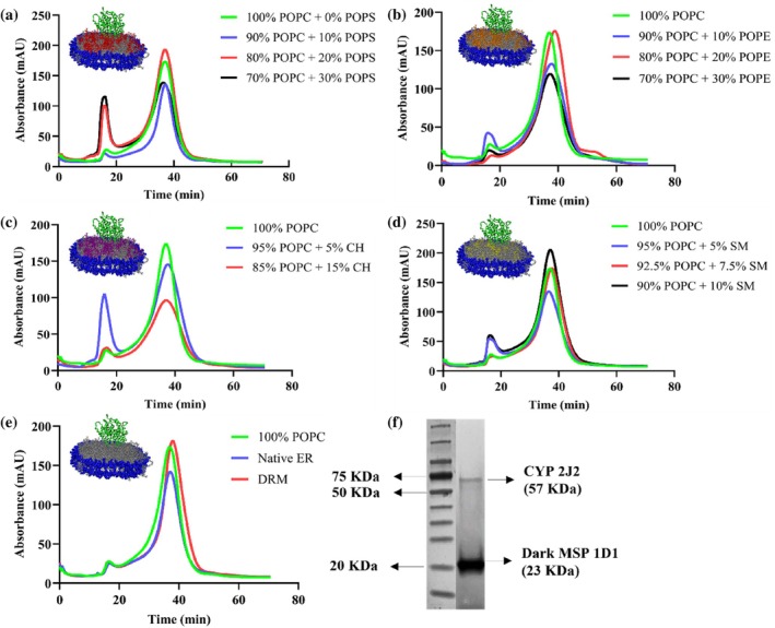 Size‐exclusion chromatograms of CYP2J2 incorporated into (a) POPC‐POPS (b) POPC‐POPE (c) POPC‐cholesterol (d) POPC‐sphingomyelin and (e) Native ER and DRM lipid composition nanodiscs. The absorbance was measured at 280 nm. The nanodiscs eluted at around ~37 min (~15 mL of retention volume using 0.4 mL/min as flow rate) in a Superdex 200 10/300 GL size exclusion column in 0.1 M potassium phosphate buffer (pH 7.4). (f) SDS‐PAGE of CYP2J2 nanodisc (100% POPC) showing two distinct bands for CYP2J2 (~57 KDa) and dark MSP1D1 (~23 KDa).