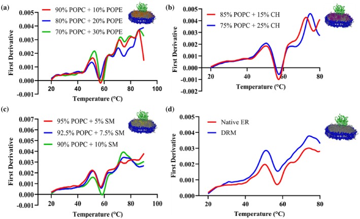 Effect of lipid composition on thermal stability of CYP2J2 in nanodisc. First derivative plotted against a thermal ramp from 20 to 90°C for CYP2J2 in (a) POPC‐POPE, (b) POPC‐cholesterol, (c) POPC‐sphingomyelin, (d) Native ER and DRM nanodiscs. Average of triplicates has been plotted for all the plots.