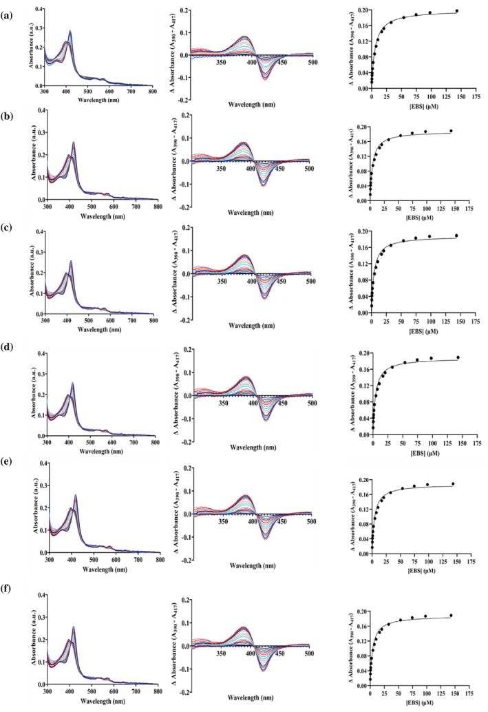 Effect of lipid composition on binding of CYP2J2 in nanodiscs with ebastine. Raw spectra, difference spectra, and delta absorbance (A390–A417) plotted against ebastine concentration for (a) 70% POPC + 30% POPS, (b) 90% POPC + 10% sphingomyelin, (c) 75% POPC + 25% CH, (d) 70% POPC + 30% POPE, (e) Native ER nanodiscs, and (f) CYP2J2 in detergent micelles (cholate). Ebastine was added incrementally from 0 to 143 μM. Ebastine‐binding spectra were fitted to a single binding isotherm, and Kdwas calculated for all conditions.