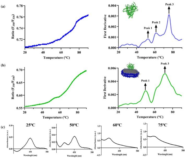 Differential unfolding behavior of CYP2J2 in detergent (cholate) versus nanodisc. Ratio of fluorescence intensity at 350 and 330 nm (F350/F330) and first derivative plotted against a thermal ramp from 20 to 90°C for CYP2J2 in (a) detergent micelles (cholate) and (b) 90% POPC‐10% POPS nanodisc. Peak 1 (~50°C) and Peak 3 (~75°C) remain conserved while Peak 2 (~60°C) becomes less prominent and merges with Peak 3 when CYP2J2 is incorporated into nanodiscs. Average of triplicates has been plotted for both (a) and (b). (c) Ferrous–CO binding assay for CYP2J2 native ER ND incubated at 25, 50, 60, and 75°C for 10 min showing perturbation of the heme environment on thermal unfolding. Data shows complete conversion of P450 to P420 and inactivation of CYP2J2 on heating beyond first melting transition temperature. The appearance of the P420 peak and disappearance of the P450 peak points to possible ligand switching from cysteine to histidine or thiolate protonation.