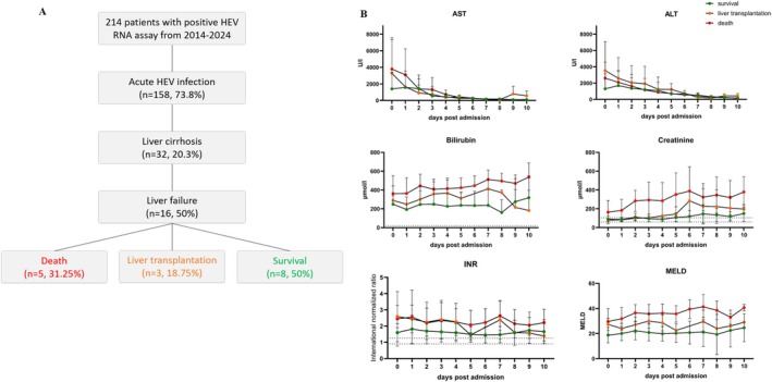 HEV infection in patients with liver cirrhosis leads to high morbidity and mortality. (A) Schematic of number of patients with HEV‐RNA positivity at MHH between 2014 and 2024. (B) Laboratory parameters of those patients during the first 10 days of admission to MHH. Dotted lines indicate norms.