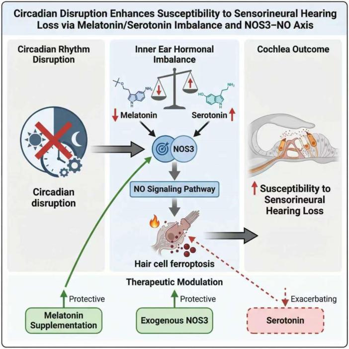 Circadian‐related Serotonin/Melatonin level Modulates Cisplatin Ototoxicity Susceptibility depended on NOS3–NO pathway. Circadian disruption upsets melatonin/serotonin balance in the inner ear. Melatonin protects against cisplatin‐induced ototoxicity, whereas serotonin worsens damage. This opposing regulation acts through NOS3 to modulate NO signaling and ferroptosis. Consequently, the melatonin/serotonin balance determines susceptibility to sensorineural hearing loss, revealing a mechanistic link between lifestyle‐related hormone dysregulation and cochlear vulnerability.