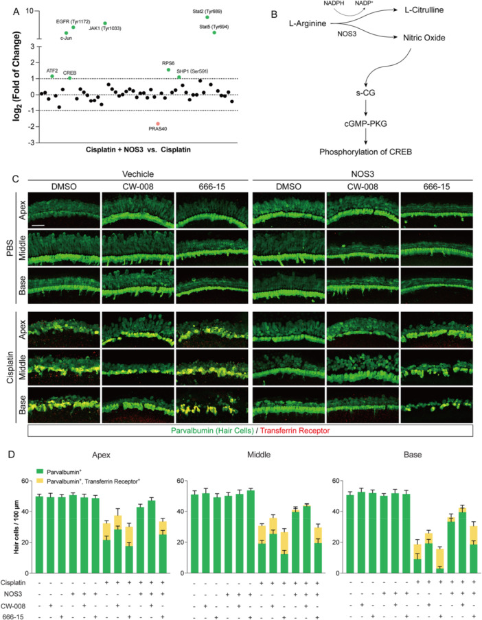 CREB acts downstream of the melatonin/serotonin and NOS3–NO pathways to suppress cisplatin‐induced ferroptosis. (A) Heatmap showing the phosphorylation levels of 55 proteins in cochlear explants comparing the NOS3 + Cisplatin group vs. the Cisplatin‐alone group (green: higher phosphorylation in NOS3 + Cisplatin; red: lower phosphorylation). (B) Schematic diagram of the NOS3/NO/cGMP/PKG signaling cascade. (C) Representative immunofluorescence images of cochlear explants after 48 h of treatment with cisplatin, NOS3 agonist, CW‐008, or 666‐15. Parvalbumin (green) labels hair cells; transferrin receptor (red) marks ferroptotic cells. Scale bars = 40 μm. (D) Quantitative analysis of Parvalbumin‐positive hair cells and Parvalbumin/transferrin receptor double‐positive ferroptotic cells based on the images in panel (C). Data are presented as mean ± SEM,n= 6.