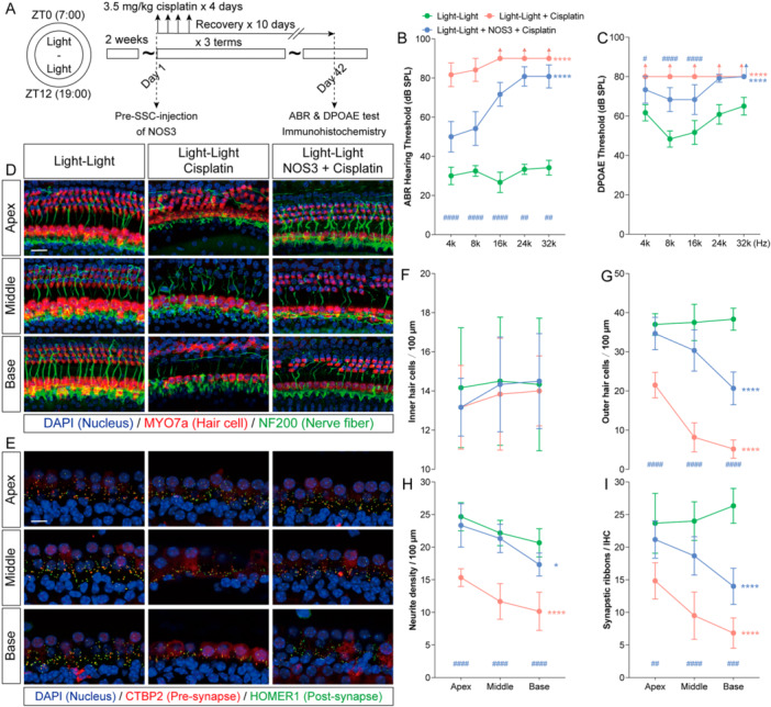 NOS3 reduces cisplatin‐induced ototoxicity in circadian rhythm‐disrupted mice. (A) Schematic diagram of the experimental design combining cisplatin chemotherapy with NOS3 treatment in mice with disrupted circadian rhythms. (B and C) Post‐treatment auditory brainstem response (ABR) and distortion‐product otoacoustic emission (DPOAE) thresholds in the Control, Cisplatin, and Cisplatin + NOS3 groups. (D) Representative immunofluorescence images of the apical, middle, and basal turns of the cochlea after treatment, stained for Myosin 7a (red, hair cells), Neurofilament (green, nerve fibers), and DAPI (blue, nuclei). Scale bars = 20 μm. (E) Representative immunofluorescence images of inner hair cell ribbon‐synapse regions in the three cochlear turns, labeled for Ctbp2 (red, presynaptic ribbons), Homer1 (green, postsynaptic densities), and DAPI (blue, nuclei). Scale bars = 10 μm. (F–I) Quantitative analysis of inner hair cells, outer hair cells, auditory nerve‐fiber terminals, and intact ribbon‐synapse density in the apical, middle, and basal turns after treatment. Data are presented as mean ± SEM. *p< 0.05, **p< 0.01, ***p< 0.001, ****p< 0.0001 vs. Control (Light–Dark) group on all frequencies/turns (corrected for multiple comparisons); two‐way ANOVA with Bonferroni post hoc test,n= 6.