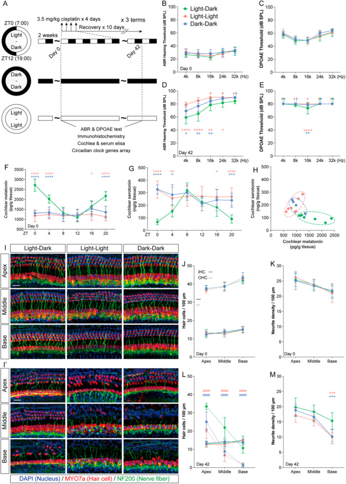Circadian disruption exacerbates cisplatin‐induced ototoxicity. (A) Schematic of the experimental design combining circadian disruption and cisplatin chemotherapy in mice. (B–E) ABR and DPOAE thresholds before chemotherapy (Day 0) and after chemotherapy (Day 42). (F and G) Circadian profiles of cochlear melatonin (F) and serotonin (G) concentrations at 6 Zeitgeber times (ZTs) on Day 0. (H) Cochlear melatonin and serotonin concentrations at ZT0 on Day 42 after chemotherapy. (I and I′) Representative immunofluorescence images of apical, middle, and basal turns of the cochlear basilar membrane on Day 0 (I) and Day 42 (I′). Myosin 7a (red) labels hair cells, Neurofilament (green) labels auditory nerve fibers, and DAPI (blue) stains nuclei. Scale bars = 20 μm (J and K) Quantitative analysis of inner hair cell (solid lines) and outer hair cell (dashed lines) densities in the apical, middle, and basal turns on Day 0 (J) and Day 42 (K). No significant difference was observed in inner hair cell density among groups.####p< 0.0001 indicates the comparison of outer hair cell density between each group and the Light–Dark (LD) group (n= 6). (L and M) Quantitative analysis of auditory nerve fiber density and length in the apical, middle, and basal turns on Day 0 (L) and Day 42 (M). Data are presented as mean ± SEM. ****p< 0.0001, ***p< 0.001, **p< 0.01, *p< 0.05 vs. the LD group; one‐way ANOVA with Bonferroni post hoc test,n= 6.