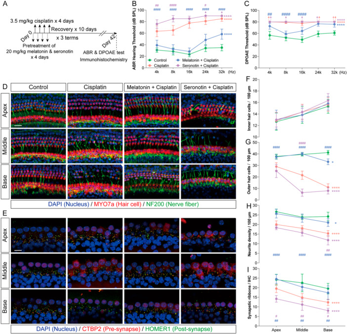Melatonin and serotonin modulate the prognosis of cisplatin‐induced ototoxicity. (A) Schematic of experimental design combining melatonin or serotonin intervention with cisplatin chemotherapy in mice. (B and C) ABR and DPOAE thresholds after chemotherapy in the indicated groups. (D) Representative immunofluorescence images of the apical, middle, and basal turns of the cochlear basilar membrane after chemotherapy. Myosin 7a (red) labels hair cells, Neurofilament (green) labels auditory nerve fibers, and DAPI (blue) stains nuclei. Scale bars = 20 μm. (E) Representative immunofluorescence images of the ribbon‐synapse region in inner hair cells across cochlear turns after chemotherapy. CtBP2 (red) labels presynaptic ribbons, Homer1 (green) labels postsynaptic densities, and DAPI (blue) stains nuclei. Scale bars = 10 μm. (F–I) Quantitative analysis of inner hair cell density (F), outer hair cell density (G), auditory nerve fiber terminal density (H), and intact ribbon‐synapse density (I) in the apical, middle, and basal cochlear turns after chemotherapy. Data are presented as mean ± SEM. *p< 0.05, **p< 0.01, ***p< 0.001, ****p< 0.0001 vs. Control all frequencies/turns (corrected for multiple comparisons);###p< 0.001,####p< 0.0001 vs. Cisplatin on each frequencies/turns (corrected for multiple comparisons); two‐way ANOVA with Bonferroni post hoc test,n= 6.