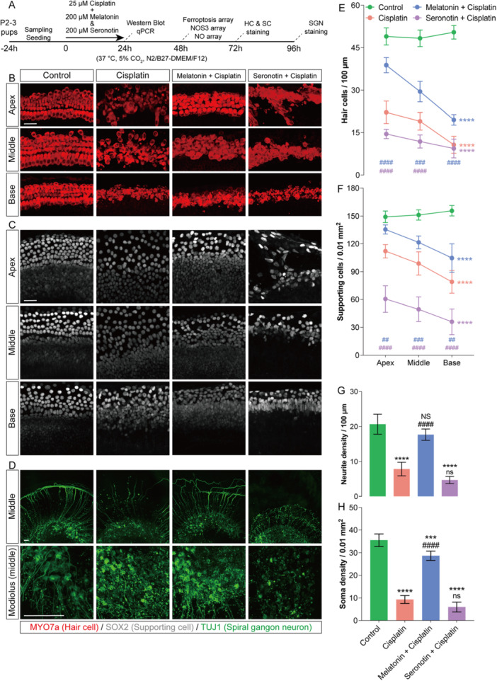 Melatonin and serotonin regulate cell survival in cisplatin‐treated cochlear explants in vitro. (A) Schematic of the experimental workflow: neonatal mouse cochlear explant culture, drug treatment, followed by sampling and seeding. (B–D) Representative immunofluorescence images of apical, middle, and basal turns of cochlear basilar membrane explants and spiral ganglion explants after 72 h of culture in the Control, Cisplatin, Cisplatin + Melatonin, and Cisplatin + Serotonin groups. Myosin 7a (red) labels hair cells, SOX2 (gray) labels supporting cells, and Tuj1 (green) labels spiral ganglion neurons and their neurites. (E–H) Quantitative analysis of hair‐cell and supporting‐cell densities across cochlear turns (E–G), as well as neurite density in the middle turn and neuronal soma density in the modiolar region (H). Data are presented as mean ± SEM. *p< 0.05, **p< 0.01, ***p< 0.001, ****p< 0.0001 vs. Control group (corrected for multiple comparisons);###p< 0.001,####p< 0.0001 vs. Cisplatin group (corrected for multiple comparisons); two‐way ANOVA with Bonferroni post hoc test,n= 6, Scale bars = 40 μm.
