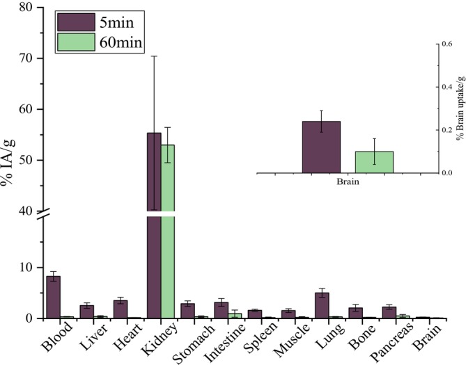 Ex vivo biodistribution results of [161Tb]Tb‐DOTA‐AP‐2 in CFW mice at 5 and 60 min postadministration. Mean values (n= 3) and SD (bars) are shown.