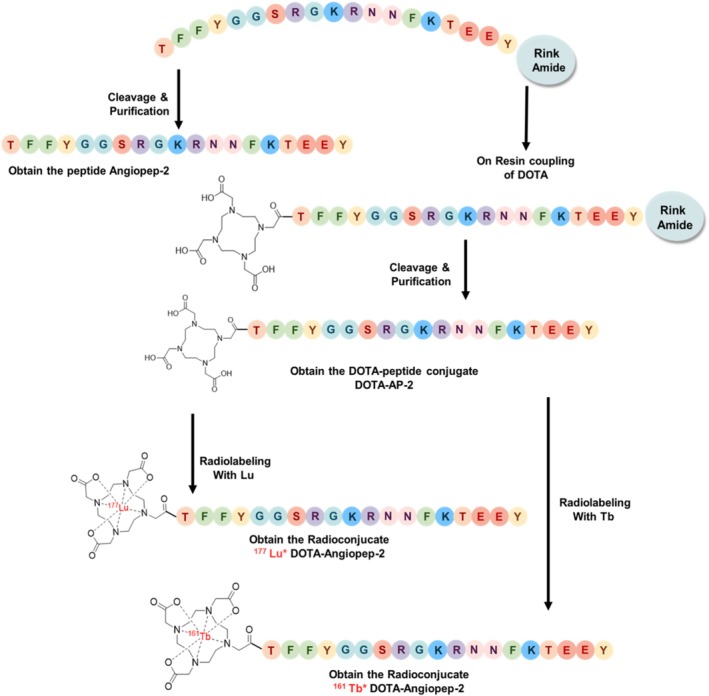 Synthetic steps for the synthesis of AP‐2, DOTA‐AP‐2 conjugate, and the radiolabeling of DOTA‐AP‐2 with177Lu and161Tb.