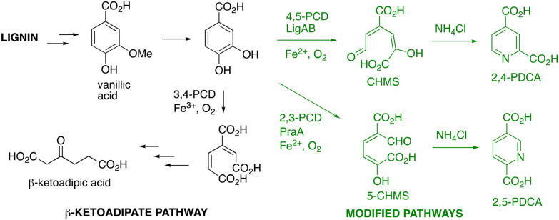 Pathway for formation of pyridine-dicarboxylic acid bioproducts from lignin by engineeredRhodococcus jostiiRHA1. 4,5-PCD, proto-catechuate 4,5-dioxygenase; 2,3-PCD, protocatechuate 2,3-dioxygenase.