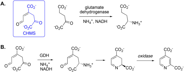 A. Structural similarity between the keto tautomer of extradiol ring fission product CHMS and α-ketoglutarate, the substrate for glutamate dehydrogenase. B. Hypothesis for conversion of CHMS by glutamate dehydrogenase (GDH) into dihydropyridine-2,4-dicarboxylic acid, then oxidation to 2,4-pyridinedicarboxylic acid.
