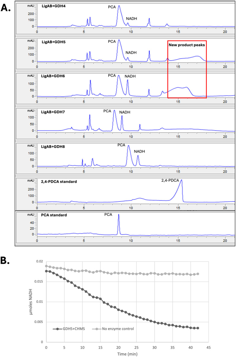 Testing ofR. jostiiGDH4–8 with CHMS as substrate. A, Observation of new product peaks by hydrophobic interaction liquid chromatography (HILIC). B, Enzyme-catalysed NADH consumption at 340 nm by reaction of 50 µg GDH5 with 1 mM CHMS.