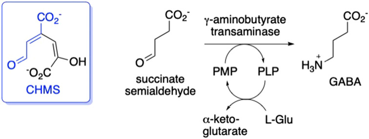Possible structural similarity between the extradiol ring fission product CHMS and succinate semialdehyde, the substrate for γ-aminobutyrate (GABA) transaminase. PLP, pyridoxal 5′phosphate; PMP, pyridoxamine 5′-phosphate.