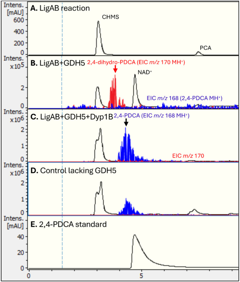 Generation of dihydropyridine and pyridine products byR. jostiiRHA1 GDH5, observed by LC-MS. A, UV-vis trace (270 nm) for freeze-dried product of LigAB reaction, showing CHMS and remaining protocatechuic acid (PCA); B, reaction of CHMS with GDH5, showing the formation of dihydropyridine product, observed atm/z170 (MH+); C, treatment of dihydropyridine product withP. fluorescensDyp1B and hydrogen peroxide, showing formation of 2,4-pyridinedicarboxylic acid product atm/z168 (MH+); D, control reaction lacking GDH5, showing the non-enzymatic formation of a smaller amount of 2,4-PDCA; E, authentic 2,4-pyridinedicarboxylic acid.
